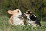 CORGI PEMBROKE 1002